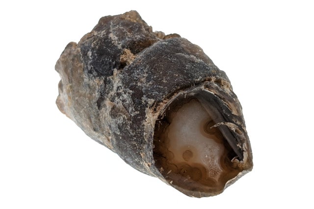 Fossils | Burnie's Rock Shop, Inc. Fossils | Burnie's Rock Shop, Inc.