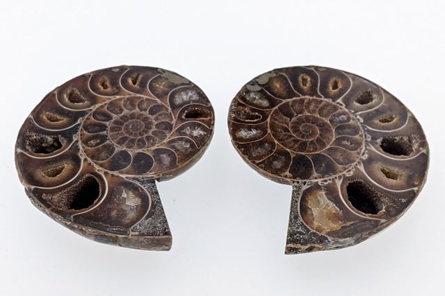 Fossils | Burnie's Rock Shop, Inc. Fossils | Burnie's Rock Shop, Inc.