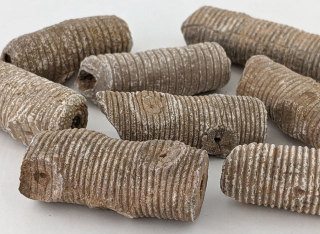 Fossils | Burnie's Rock Shop, Inc. Fossils | Burnie's Rock Shop, Inc.